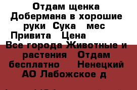 Отдам щенка Добермана в хорошие руки. Сука 5 мес. Привита › Цена ­ 5 000 - Все города Животные и растения » Отдам бесплатно   . Ненецкий АО,Лабожское д.